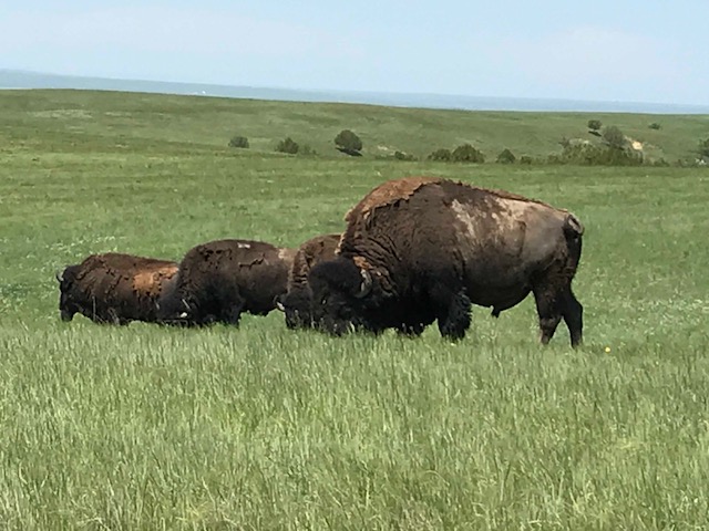 bison