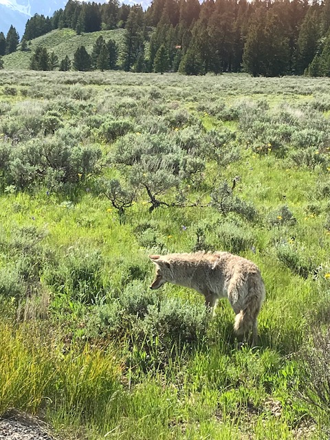 coyote