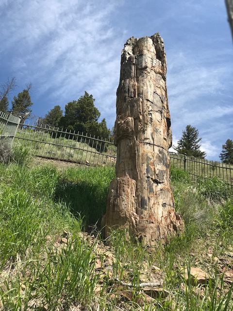 PETRIFIED TREE 3
