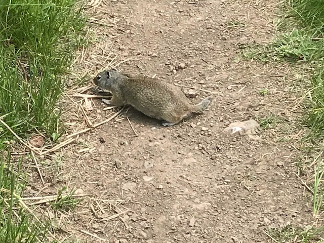 PRAIRIE DOG 4