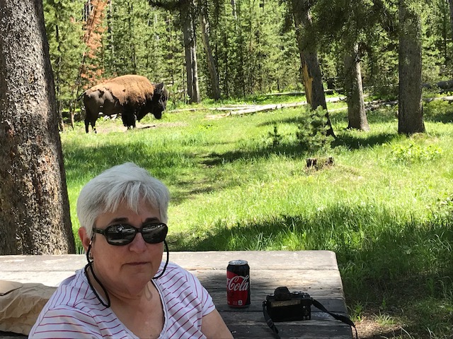 picnic with buffalo
