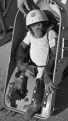 220px-Ham_the_chimp_(cropped)